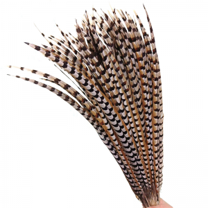 Long Lady Amherst Pheasant Feather Tails